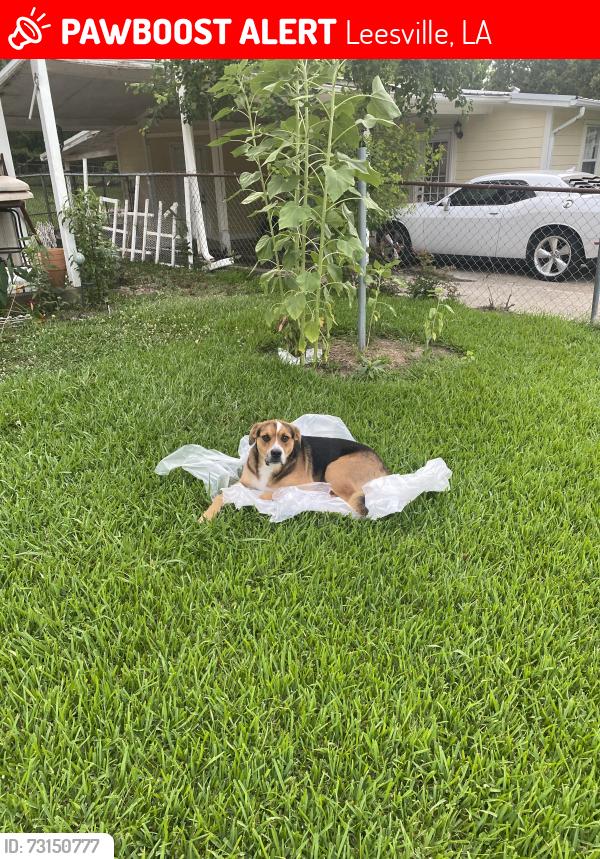 Lost Male Dog last seen Marvin and dennis, Leesville, LA 71446