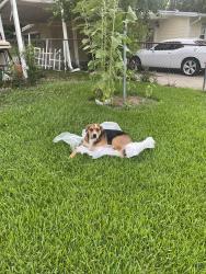 Lost Male Dog last seen Marvin and dennis, Leesville, LA 71446
