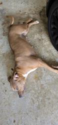 Reunited Unknown Dog last seen Old peachtree rd Suwanee GA, Gwinnett County, GA 30024