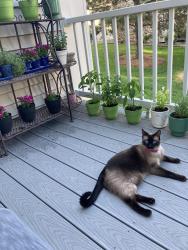Reunited Female Cat last seen Brunel and Brunswick, Inver Grove Heights, MN 55076