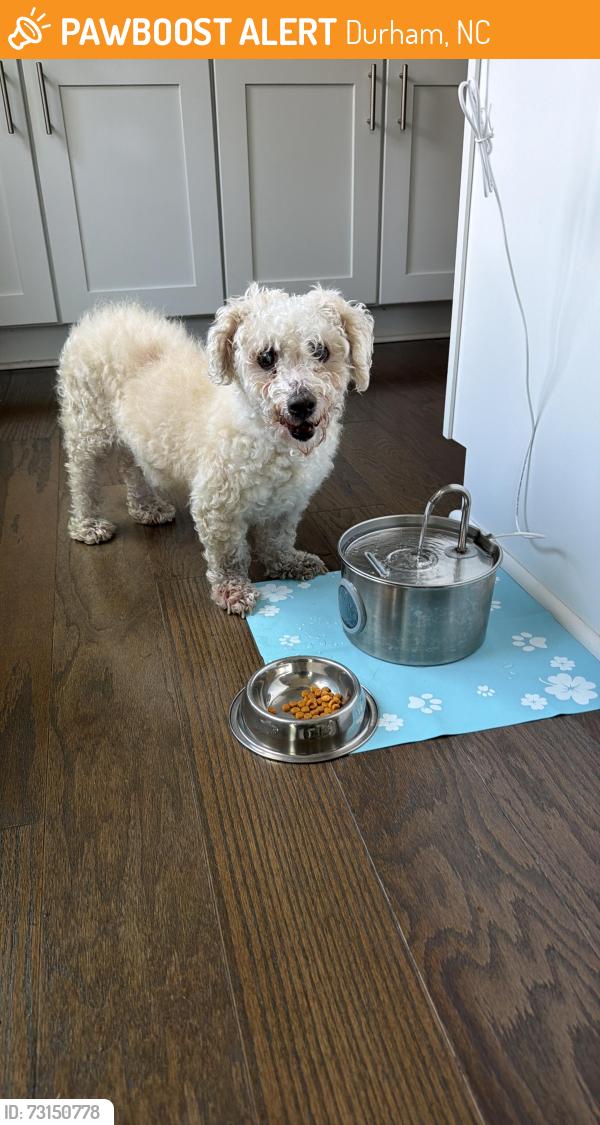 Found/Stray Female Dog last seen Near Morningside dr, Durham, NC 27713