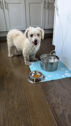 Found/Stray Female Dog last seen Near Morningside dr, Durham, NC 27713