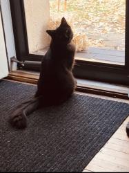 Lost Female Cat last seen Welcome Park, Minneapolis, MN 55422