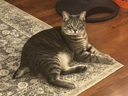 Lost Female Cat last seen Near E Beaver Ave Palmer, AK 99645 United States, Palmer, AK 99645