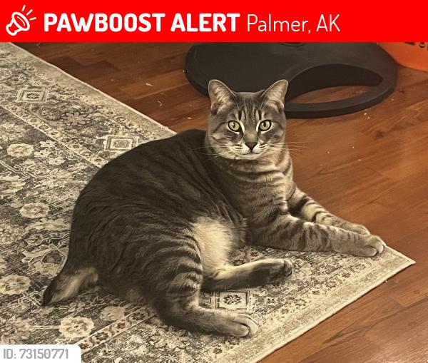 Lost Female Cat last seen Near E Beaver Ave Palmer, AK 99645 United States, Palmer, AK 99645