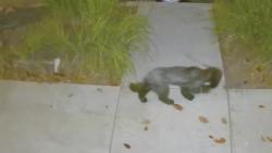 Reunited Unknown Dog last seen Council and Ridgewood, Los Angeles, CA 90004