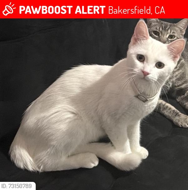 Lost Female Cat last seen Mt Vernon Elementary and Near Potomac Park, Bakersfield, CA 93307