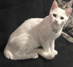 Lost Female Cat last seen Mt Vernon Elementary and Near Potomac Park, Bakersfield, CA 93307