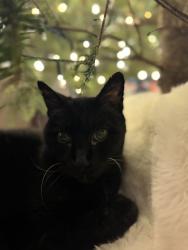 Lost Male Cat last seen Trenholm and Eastminster, Columbia, SC 29204