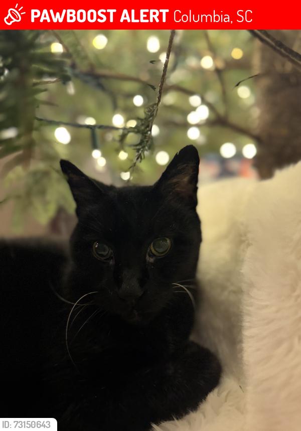 Lost Male Cat last seen Trenholm and Eastminster, Columbia, SC 29204