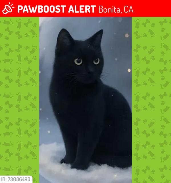 Lost Male Cat last seen Briarwood and Bonita Woods Drive, Bonita, CA 91902