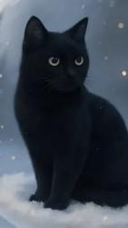 Lost Male Cat last seen Briarwood and Bonita Woods Drive, Bonita, CA 91902