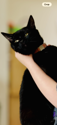 Lost Female Cat last seen Kearsley, Kearsley, England BL4 8EB