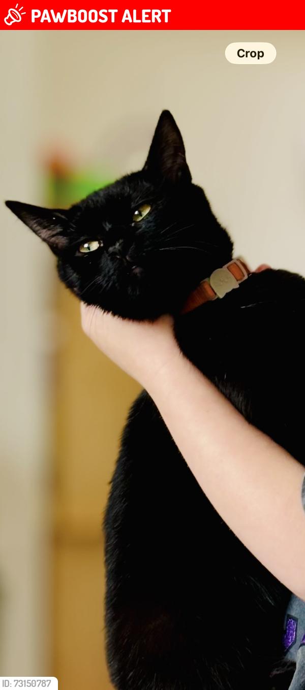 Lost Female Cat last seen Kearsley, Kearsley, England BL4 8EB