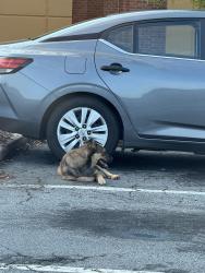 Found/Stray Unknown Dog last seen Goodwill at Northeast Plaza, Atlanta, GA 30329
