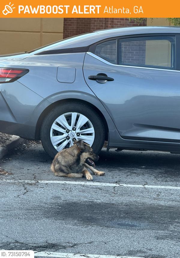 Found/Stray Unknown Dog last seen Goodwill at Northeast Plaza, Atlanta, GA 30329