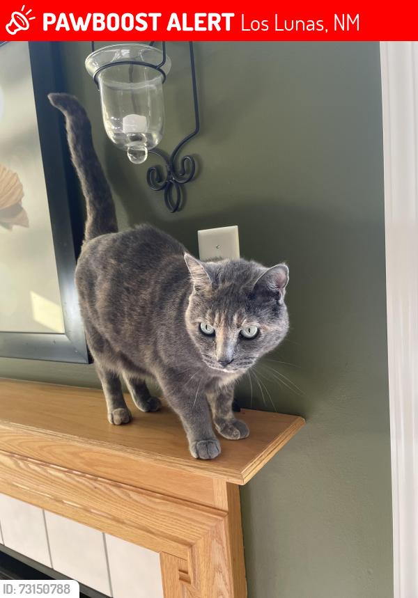 Lost Female Cat last seen Highland st NW, Los Lunas, NM 87031