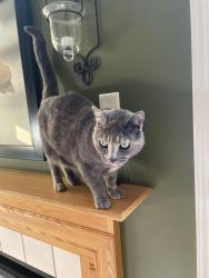 Lost Female Cat last seen Highland st NW, Los Lunas, NM 87031