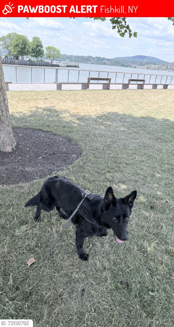 Lost Female Dog last seen Old town rd, Fishkill, NY 12508