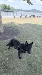 Lost Female Dog last seen Old town rd, Fishkill, NY 12508