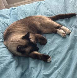 Reunited Male Cat last seen Willow Springs neighborhood, Fort Collins, CO 80528