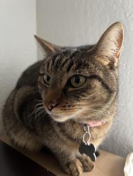 Lost Female Cat last seen Market Street, Roseville, CA 95747