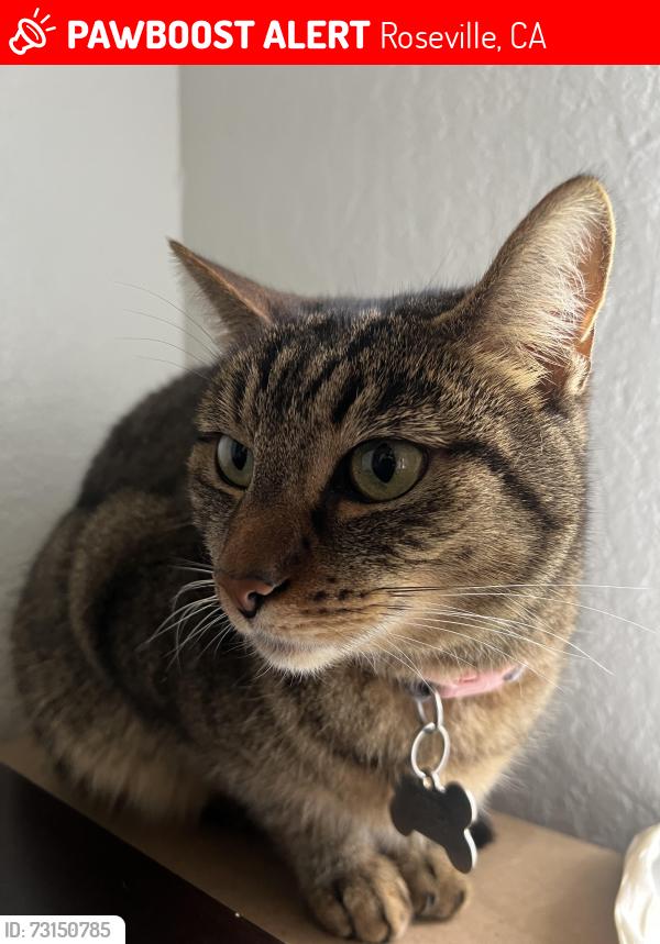 Lost Female Cat last seen Market Street, Roseville, CA 95747