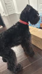 Reunited Male Dog last seen Grant rd near Village Park subdivision, Ellenwood, GA 30294