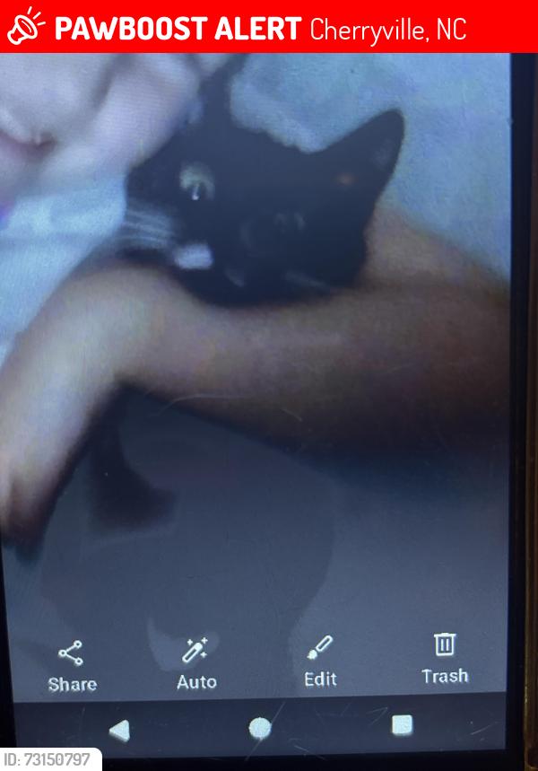 Lost Female Cat last seen Pizza inn, Cherryville, NC 28021