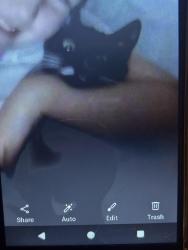 Lost Female Cat last seen Pizza inn, Cherryville, NC 28021