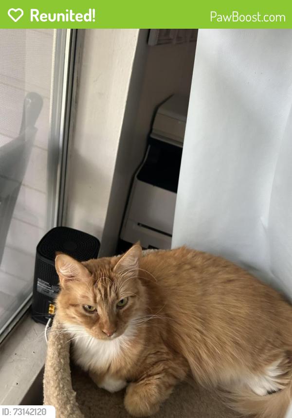 Reunited Female Cat last seen Sycamore ln and Ash ln, Euless, TX 76039
