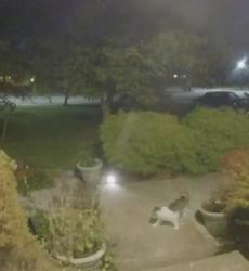 Found/Stray Unknown Cat last seen Fishinger and Sciotangy, Columbus, OH 43221