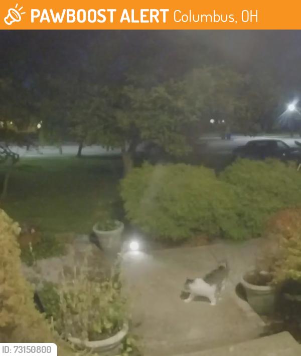 Found/Stray Unknown Cat last seen Fishinger and Sciotangy, Columbus, OH 43221