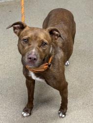 Shelter Stray Female Dog last seen Near Donavan way Decatur GA 30034, 30034, GA, 3280 Chamblee Dunwoody Rd, Chamblee, GA 30341, USA