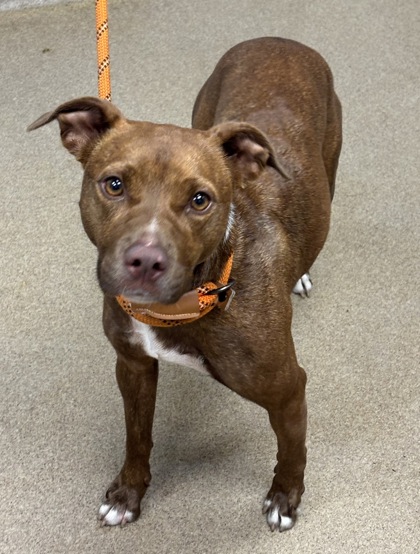 Shelter Stray Female Dog last seen Near Donavan way Decatur GA 30034, 30034, GA, 3280 Chamblee Dunwoody Rd, Chamblee, GA 30341, USA