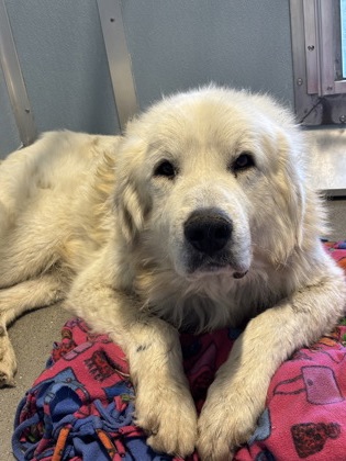 Shelter Stray Male Dog last seen W Herndon Ave & N Oxford Ave, Firebaugh Zone Fresno CO 1A 93622, CA, 1510 W Dan Ronquillo Dr, Fresno, CA 93706, USA