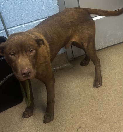 Shelter Stray Male Dog last seen Near Eagles Nest Cir., Decatur 30035, 30035, GA, 3280 Chamblee Dunwoody Rd, Chamblee, GA 30341, USA