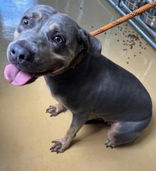 Shelter Stray Female Dog last seen Near Mainstreet Valley Drive, 30088, GA, 3280 Chamblee Dunwoody Rd, Chamblee, GA 30341, USA