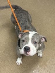 Shelter Stray Female Dog last seen Near Terrace Green Trace, 30088, GA, 3280 Chamblee Dunwoody Rd, Chamblee, GA 30341, USA