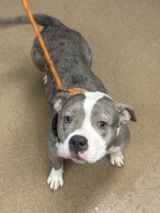 Shelter Stray Female Dog last seen Near Terrace Green Trace, 30088, GA, 3280 Chamblee Dunwoody Rd, Chamblee, GA 30341, USA