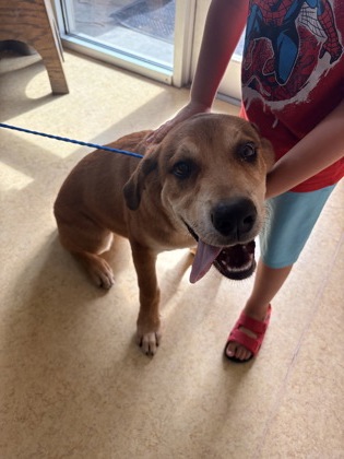 Shelter Stray Male Dog last seen Nora Ln + Young Blvd, Desoto, TX, 1150 E Pleasant Run Rd, Cedar Hill, TX 75104, USA