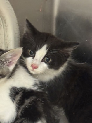 Shelter Stray Female Cat last seen Near Clifton Rd NE, Atlanta, GA 30307, 30307, GA, 3280 Chamblee Dunwoody Rd, Chamblee, GA 30341, USA