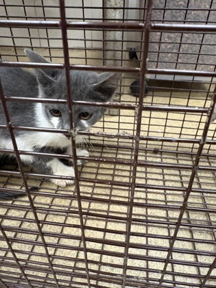 Shelter Stray Unknown Cat last seen Near Skyline, Duncanville, TX, 1150 E Pleasant Run Rd, Cedar Hill, TX 75104, USA