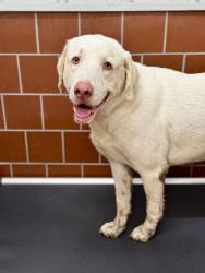 Shelter Stray Male Dog last seen Near Block Of Falcon, FOREST HILL, TX, 3961 Bluebell Dr, Everman, TX 76140, USA
