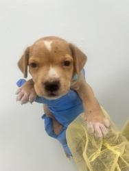 Shelter Stray Male Dog last seen , Harrison County, MS, 2615 25th Ave, Gulfport, MS 39501, USA