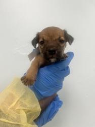 Shelter Stray Female Dog last seen , Harrison County, MS, 2615 25th Ave, Gulfport, MS 39501, USA