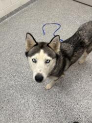 Shelter Stray Female Dog last seen mechansville, City of Knoxville GP, TN, 3201 Division St, Knoxville, TN 37919, USA