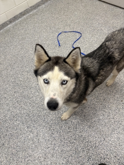 Shelter Stray Female Dog last seen mechansville, City of Knoxville GP, TN, 3201 Division St, Knoxville, TN 37919, USA
