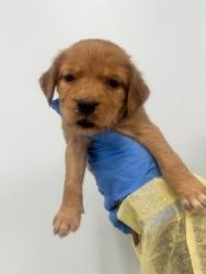 Shelter Stray Female Dog last seen , Harrison County, MS, 2615 25th Ave, Gulfport, MS 39501, USA