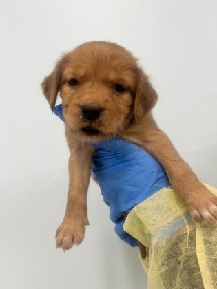 Shelter Stray Female Dog last seen , Harrison County, MS, 2615 25th Ave, Gulfport, MS 39501, USA